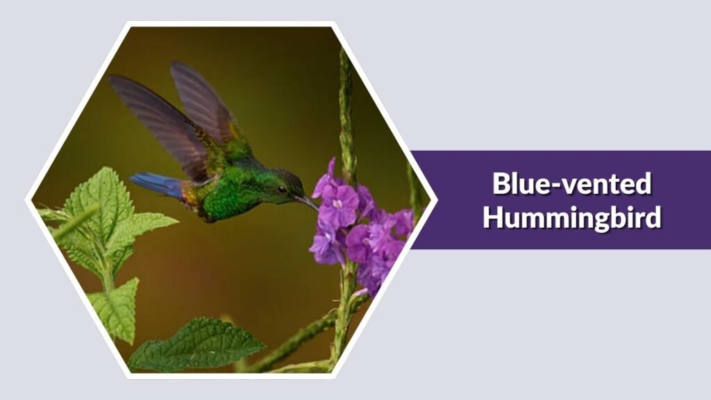 Blue-vented Hummingbird