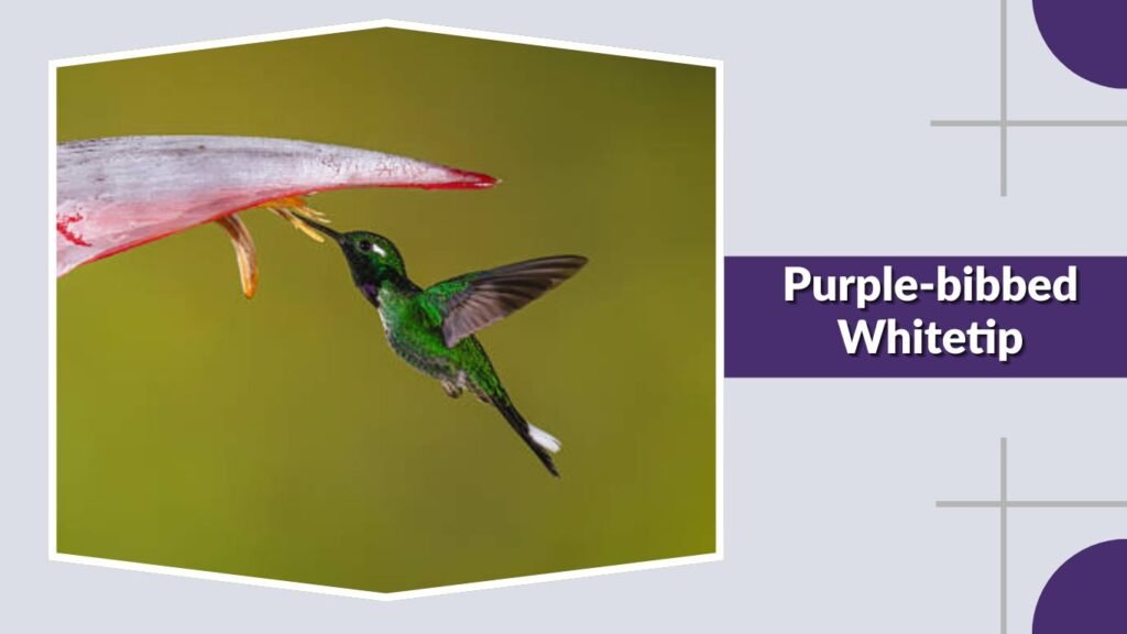  Purple-bibbed Whitetip