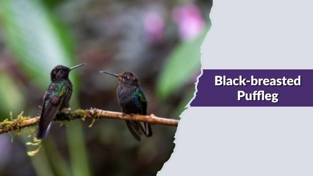  Black-breasted Puffleg