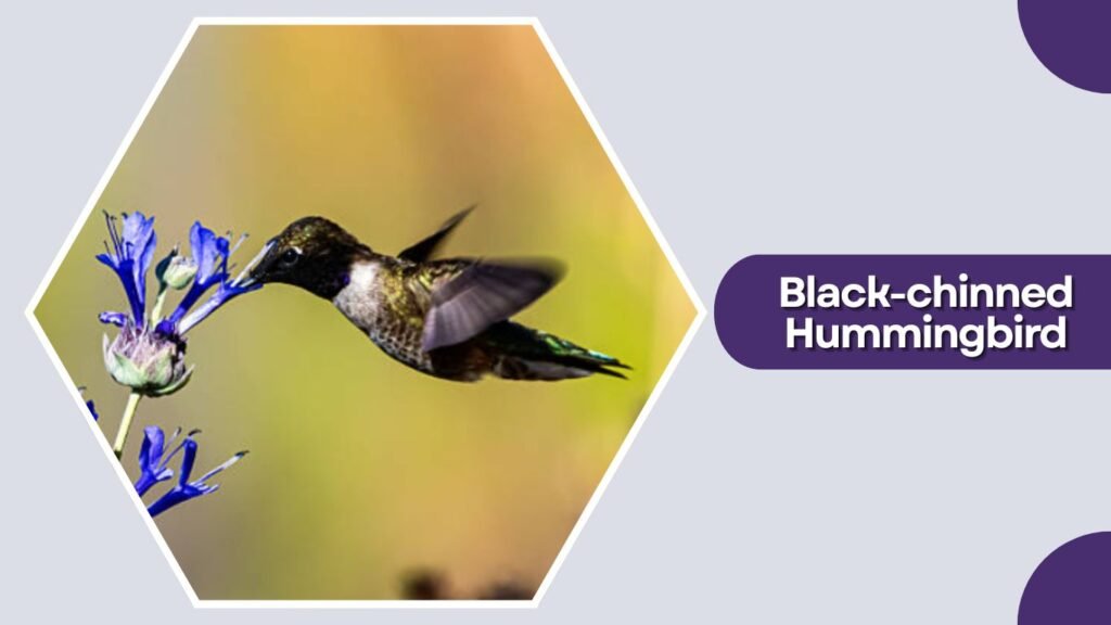 Black-chinned Hummingbird