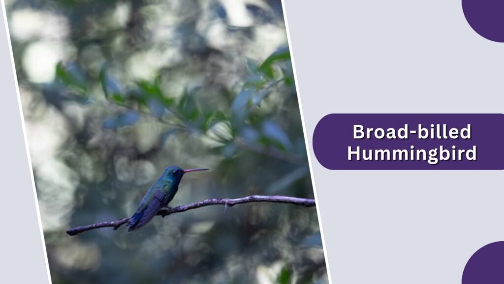  Broad-billed Hummingbird