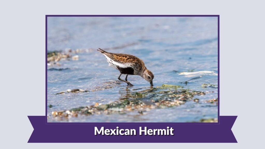 Mexican Hermit