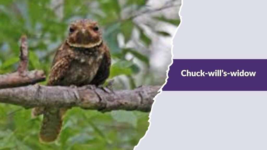 Chuck-will’s-widow
