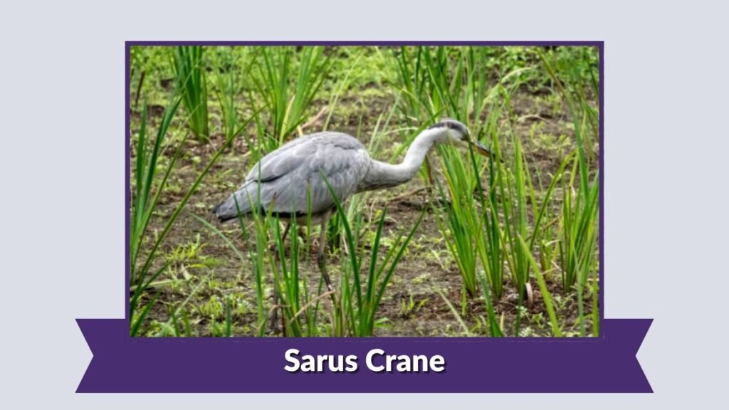 Sarus Crane