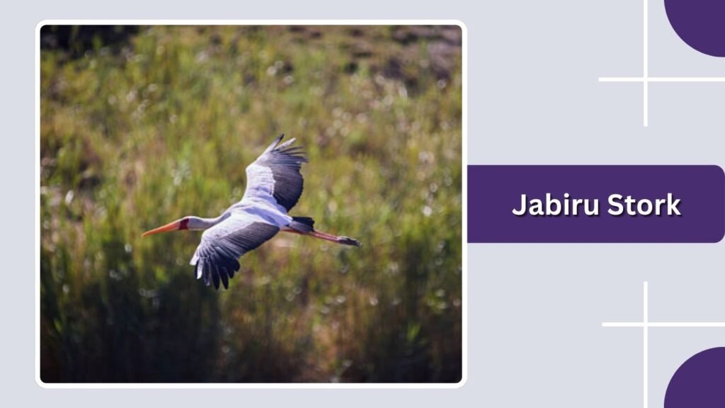 Jabiru Stork