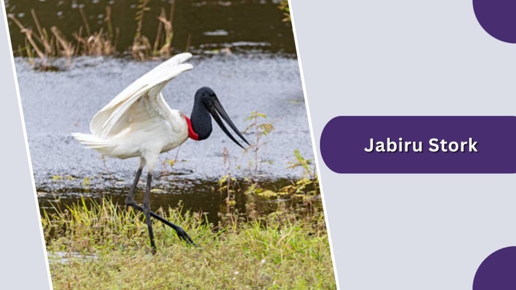 Jabiru Stork