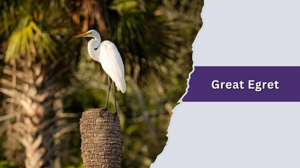 Great Egret
