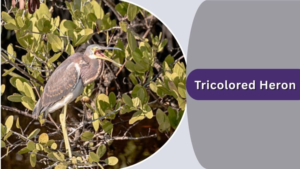 Tricolored Heron