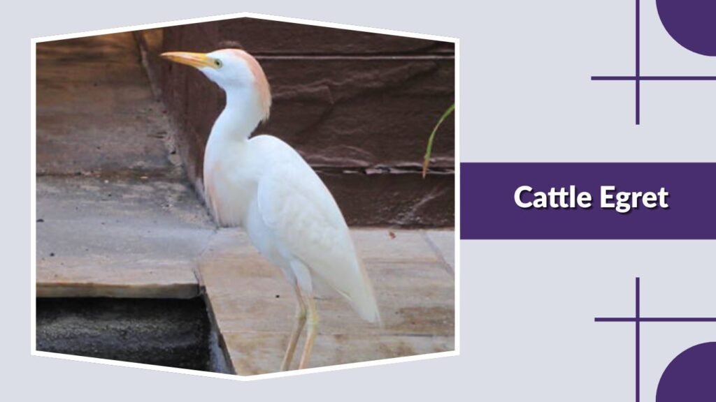 Cattle Egret
