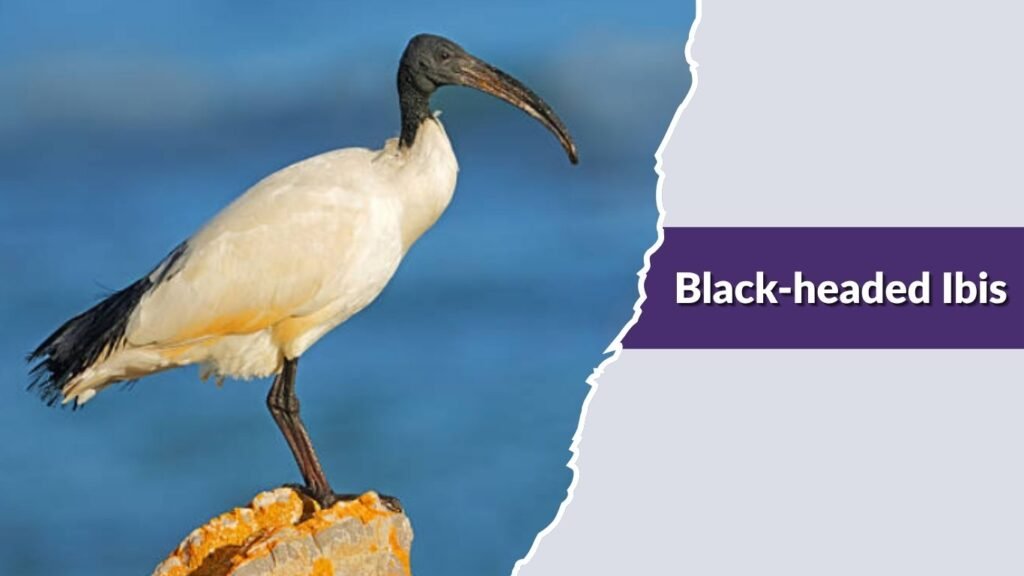  Black-headed Ibis