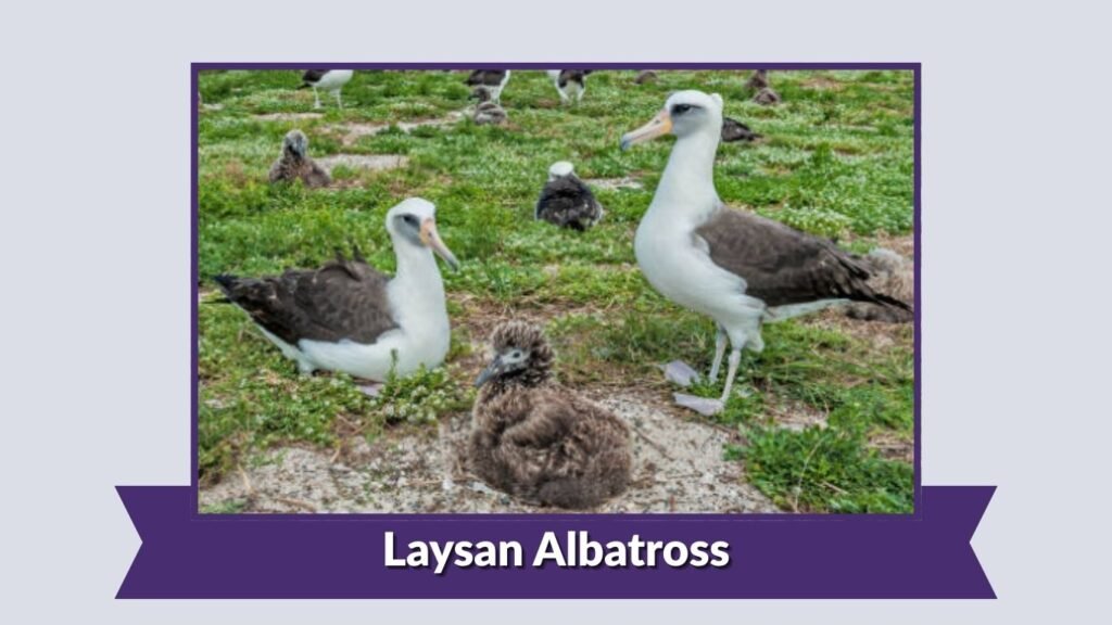  Laysan Albatross