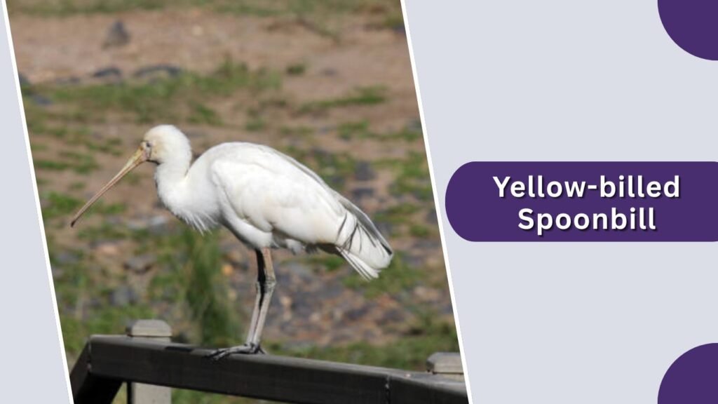 Yellow-billed Spoonbill