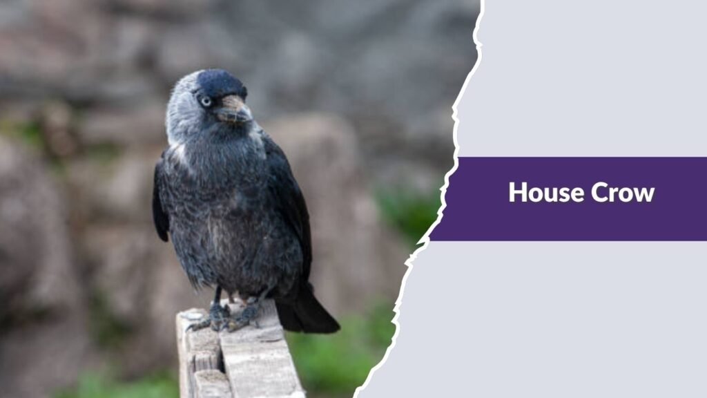 House Crow
