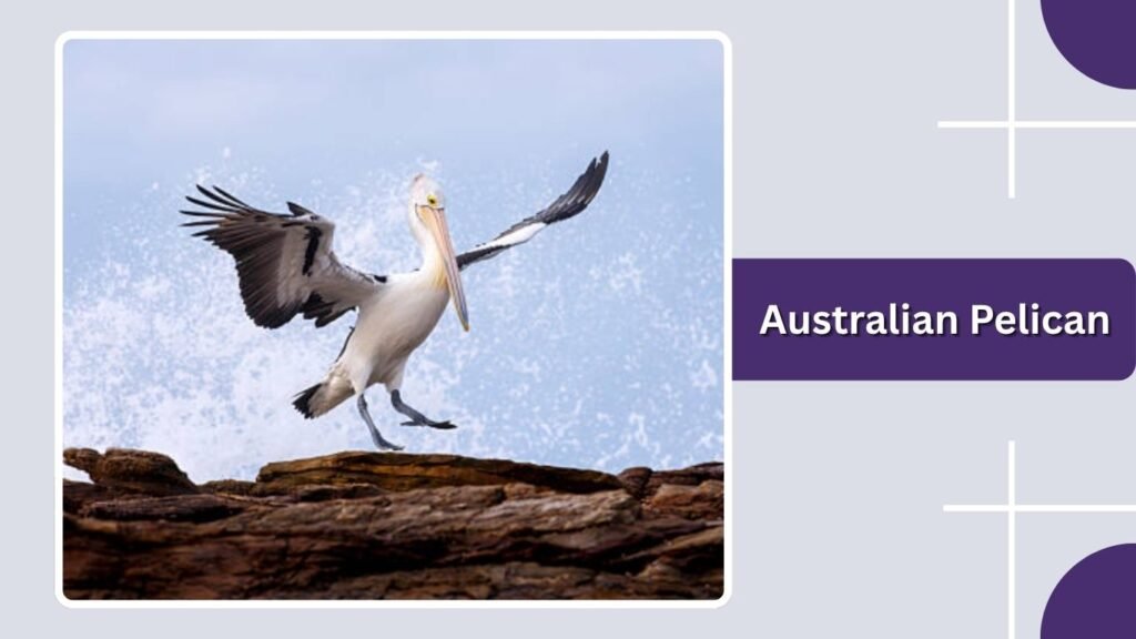 Australian Pelican