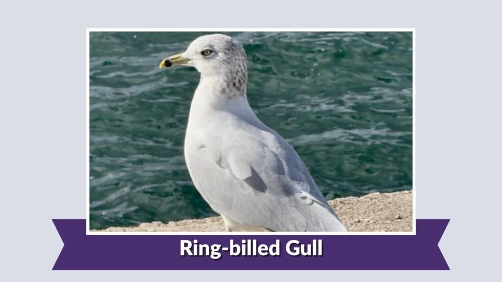 Ring-billed Gull