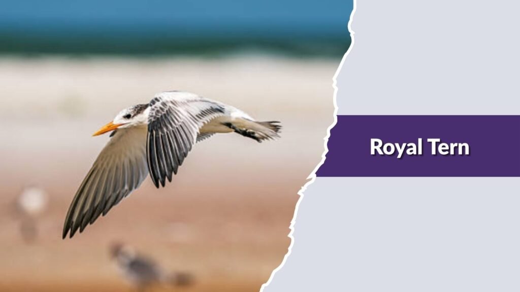 Royal Tern