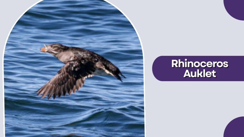 Rhinoceros Auklet