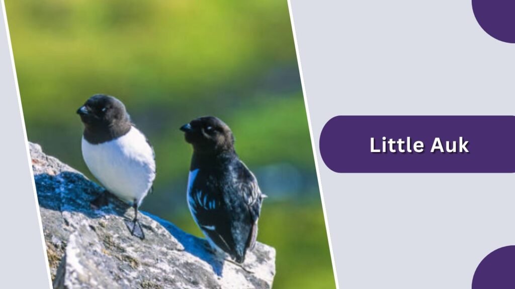 Little Auk