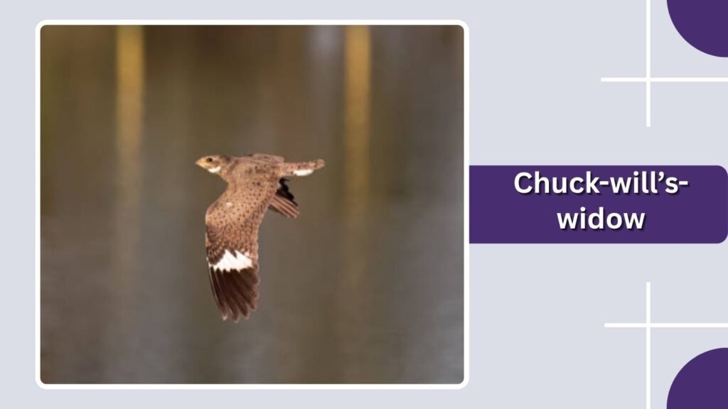 Chuck-will’s-widow