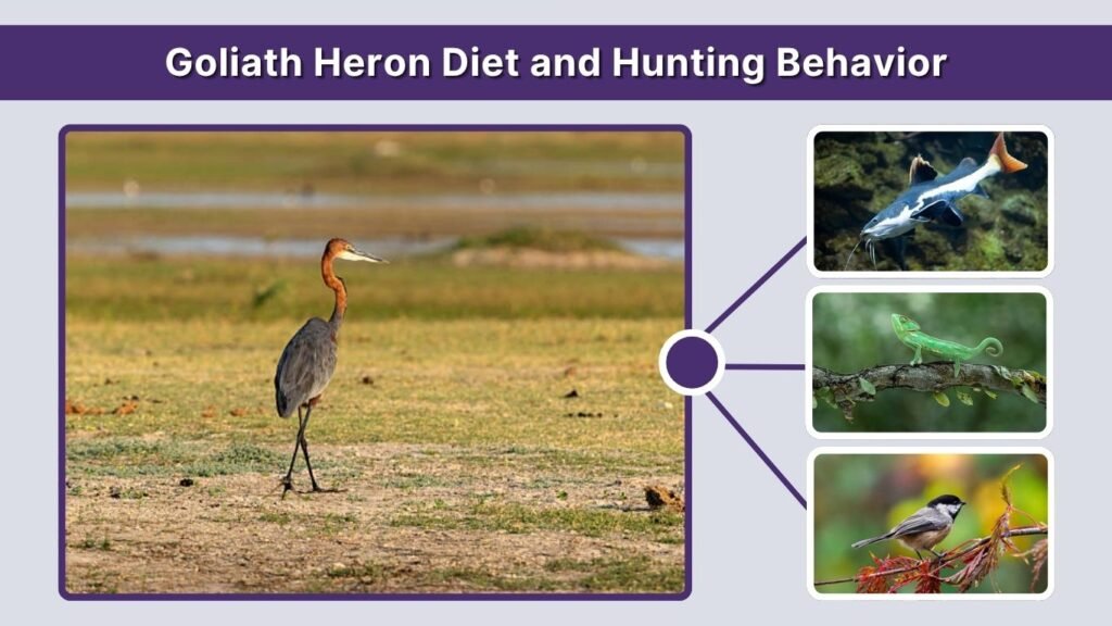 Goliath Heron Diet and Hunting Behavior