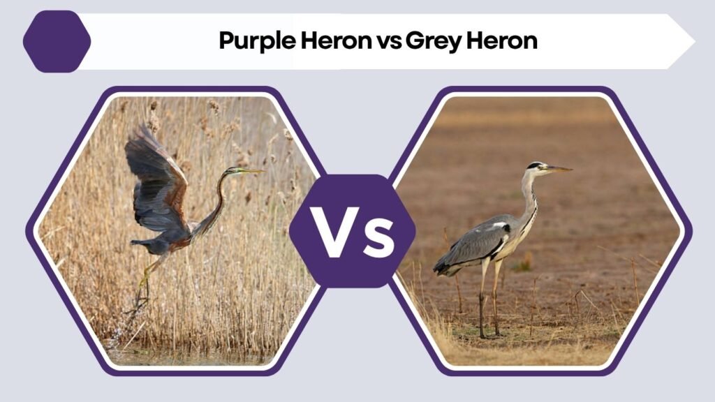 Purple Heron vs Grey Heron