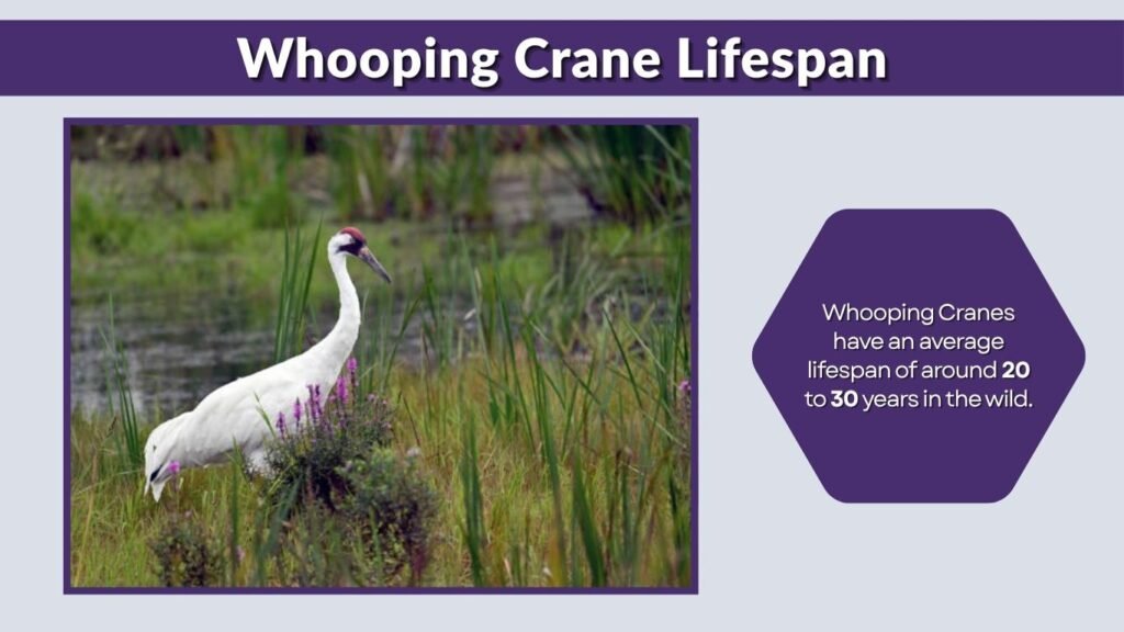Whooping Crane Lifespan