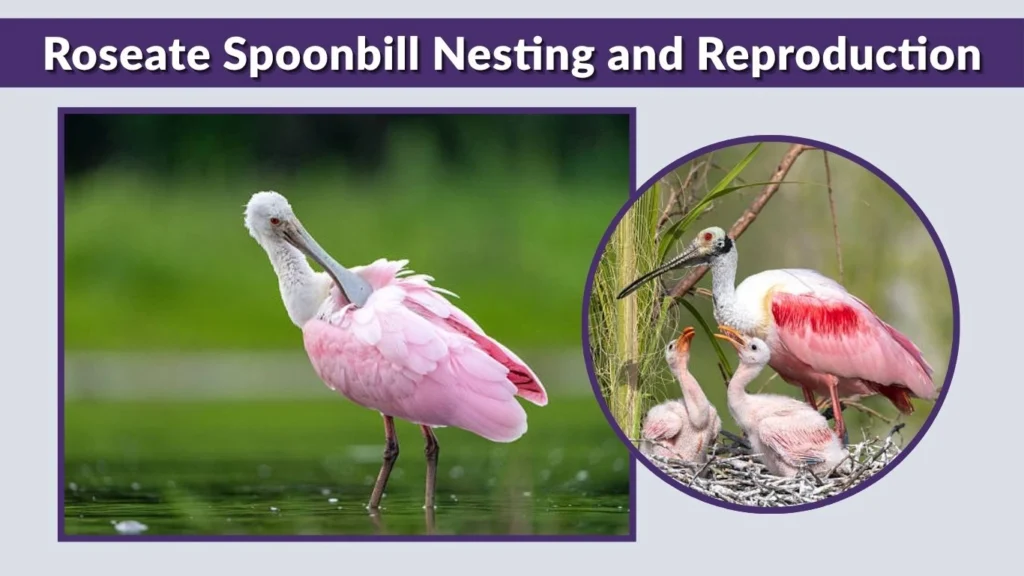 Roseate Spoonbill Nesting and Reproduction
