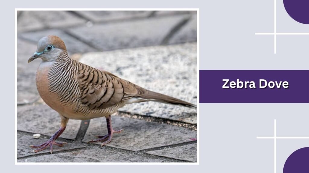Zebra Dove