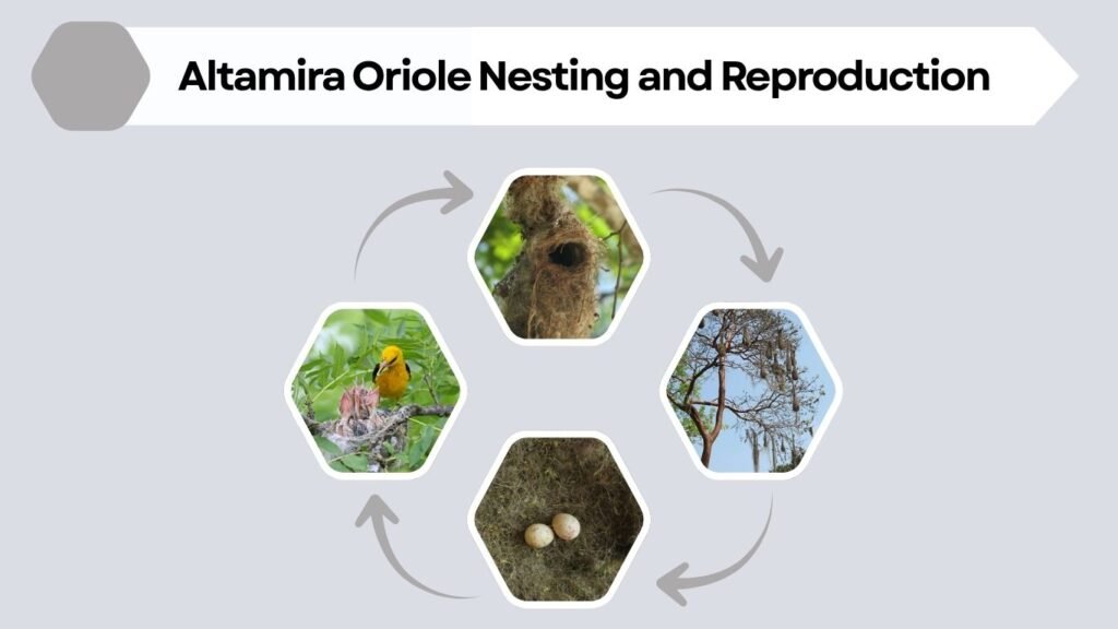 Altamira Oriole Nesting and Reproduction