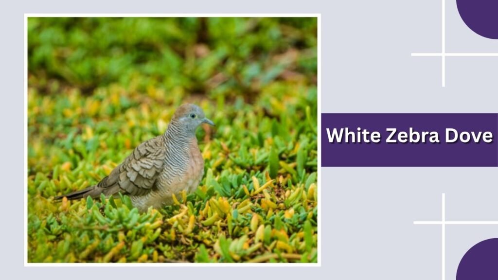 White Zebra Dove