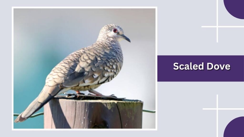 Scaled Dove