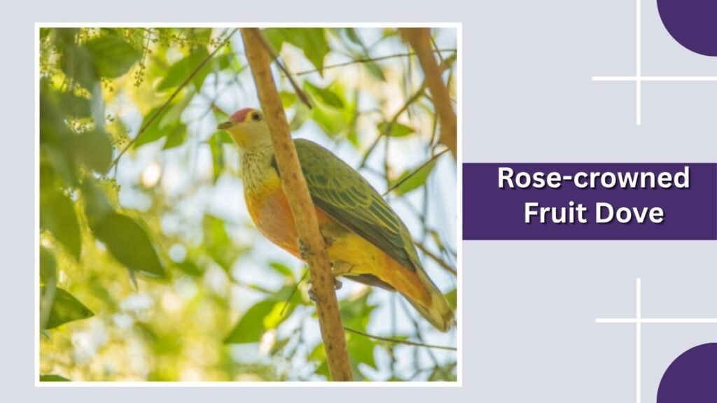 Rose-crowned Fruit Dove