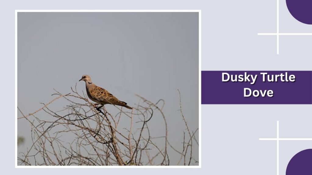 Dusky Turtle Dove