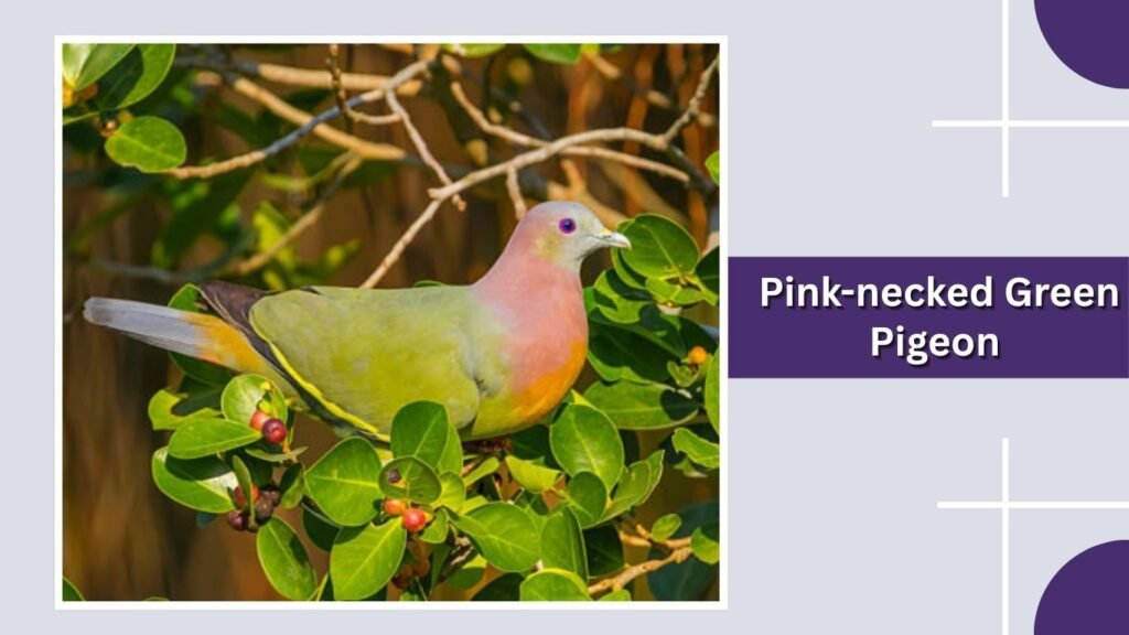  Pink-necked Green Pigeon