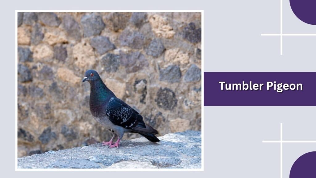 Tumbler Pigeon
