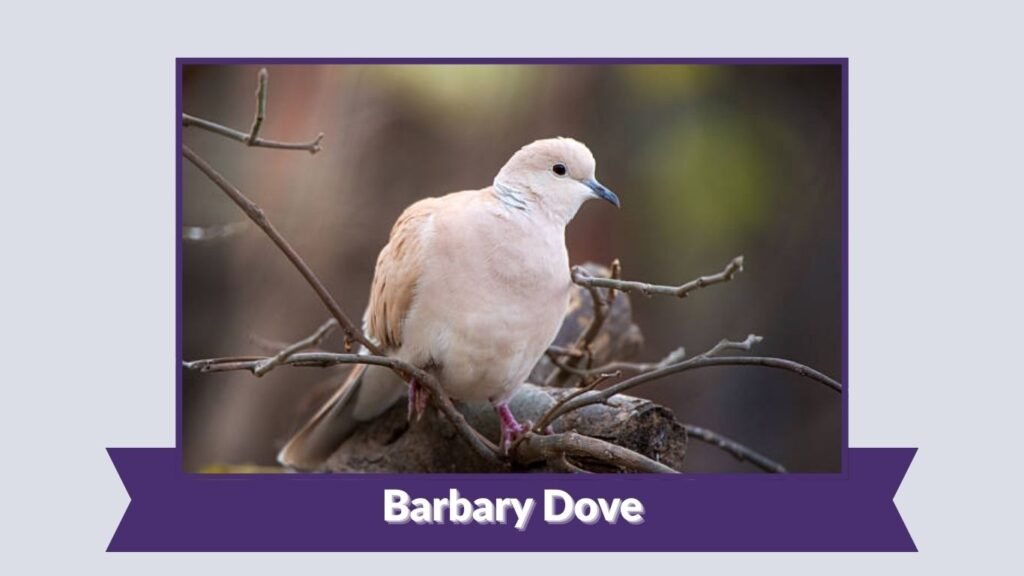 Barbary Dove