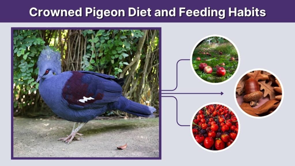 Crowned Pigeon Diet and Feeding Habits