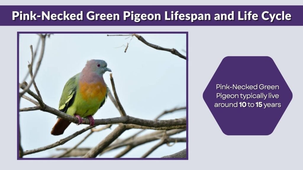 Pink-Necked Green Pigeon Lifespan and Life Cycle