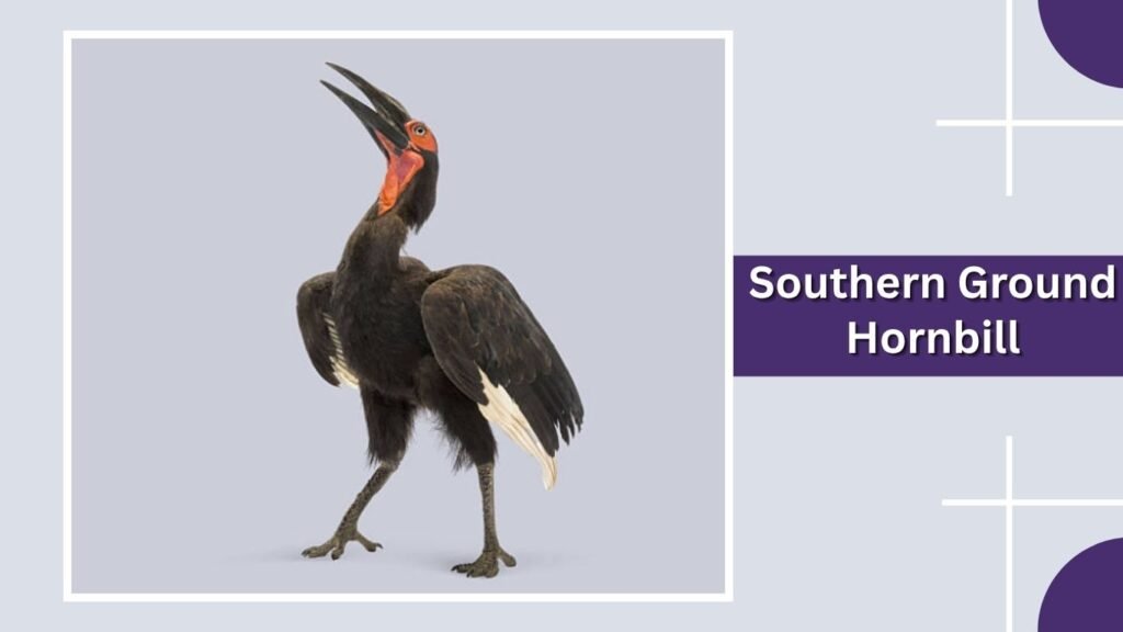  Southern Ground Hornbill