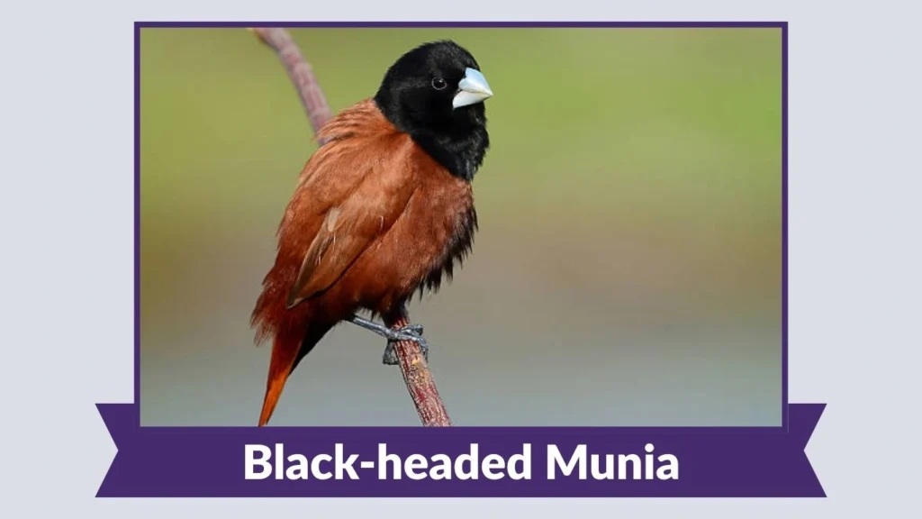 Black-headed Munia