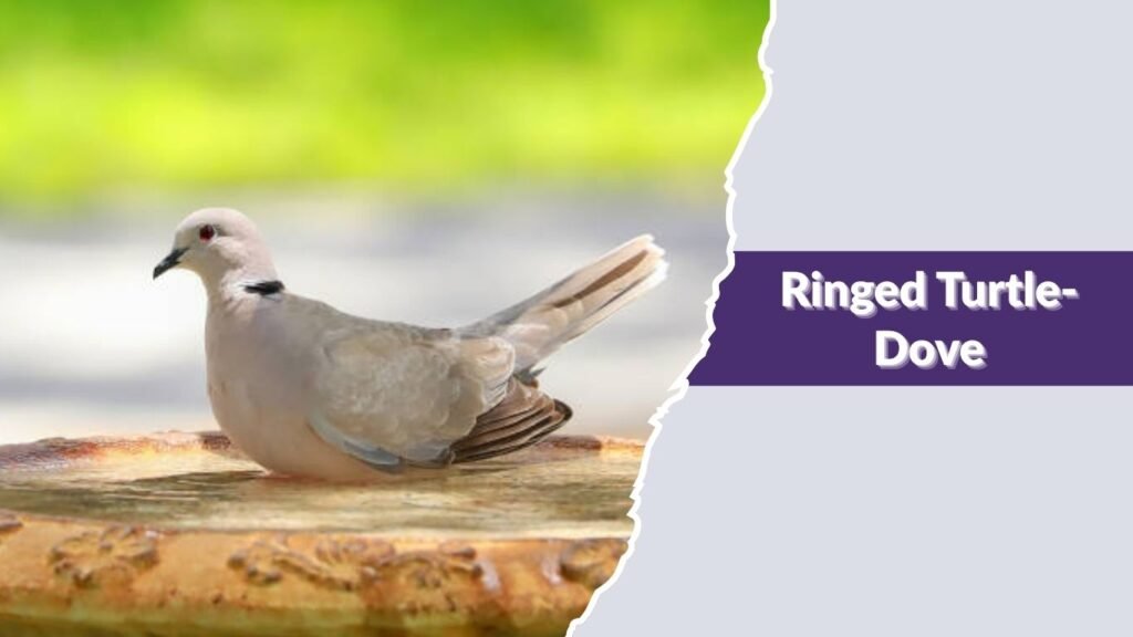 Ringed Turtle-Dove