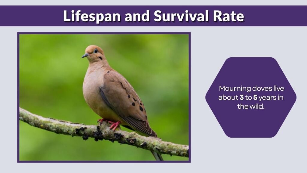 Lifespan and Survival Rate