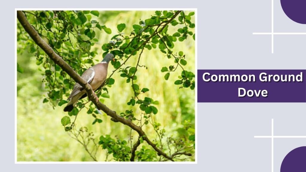 Common Ground Dove