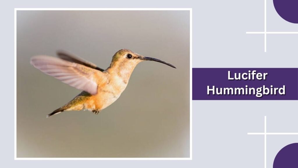 Lucifer Hummingbird