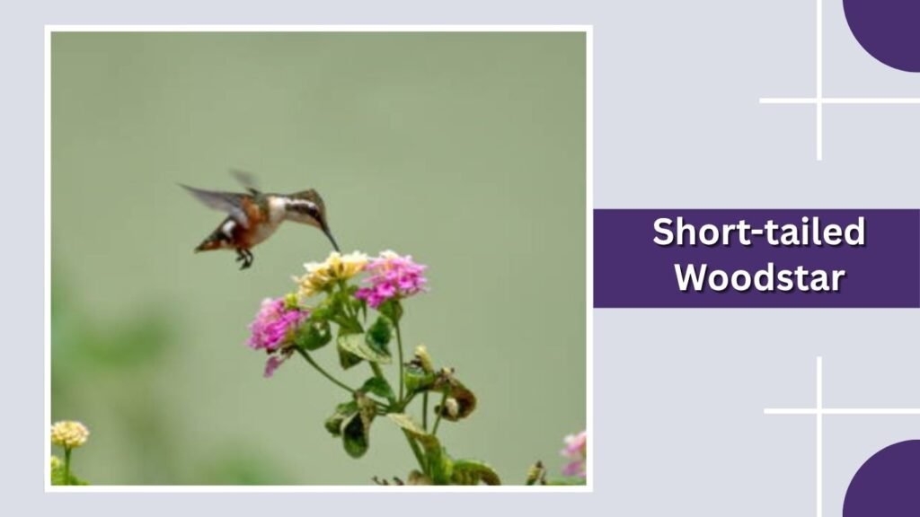 Short-tailed Woodstar