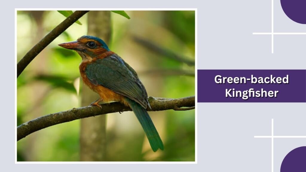  Green-backed Kingfisher