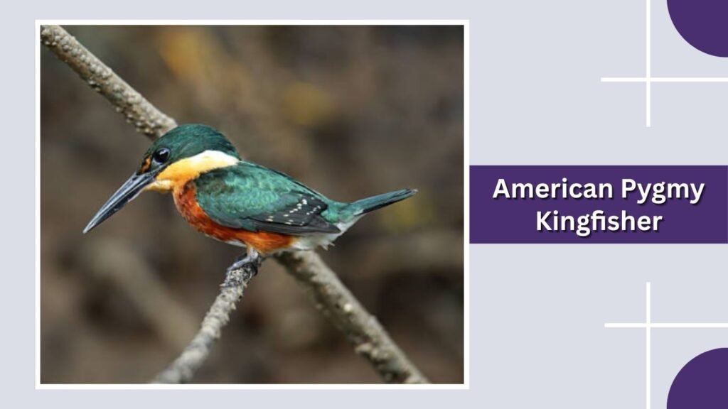 American Pygmy Kingfisher
