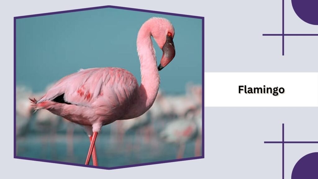 Flamingo