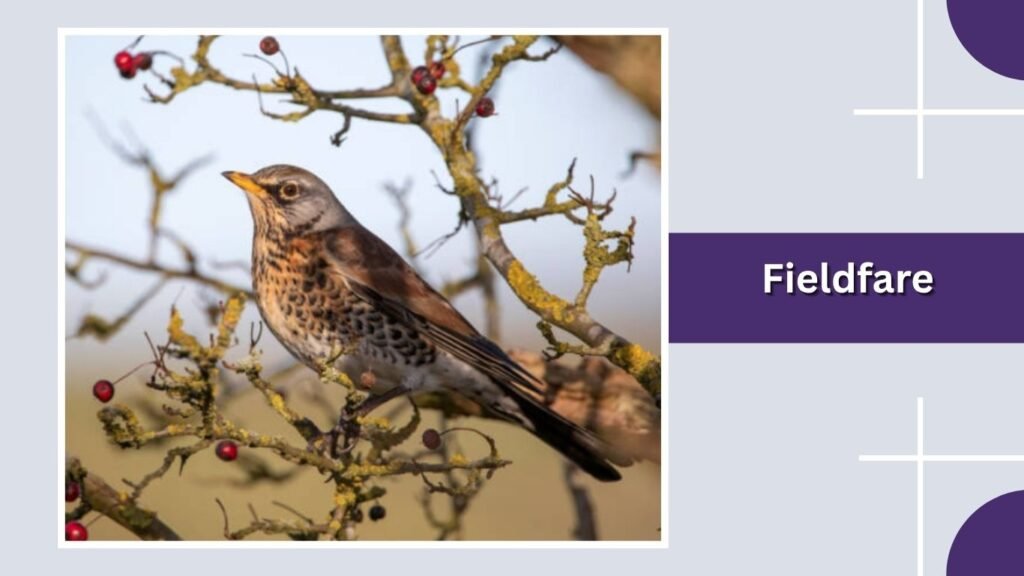 Fieldfare