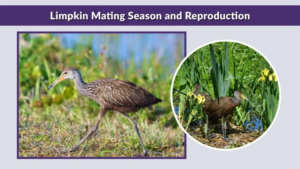 Limpkin Mating Season and Reproduction
